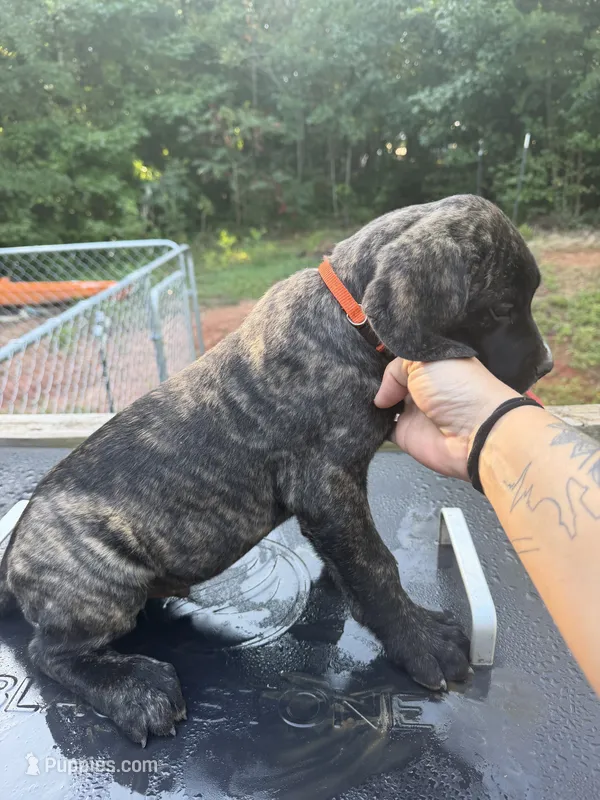 Orange – Cane Corso puppy for sale in Westminster, SC
