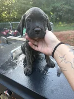 Red, a male Cane Corso for sale in Westminster, SC – 3 of 4