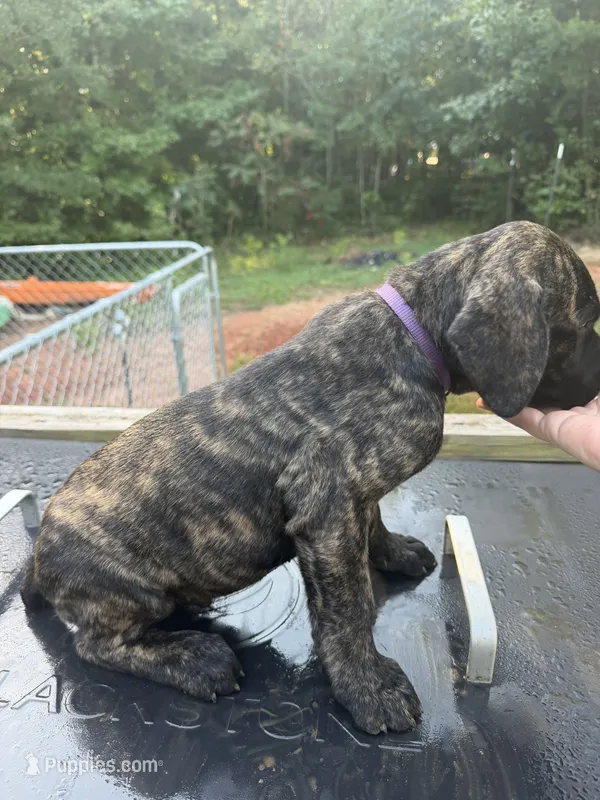 Purple – Cane Corso puppy for sale in Westminster, SC