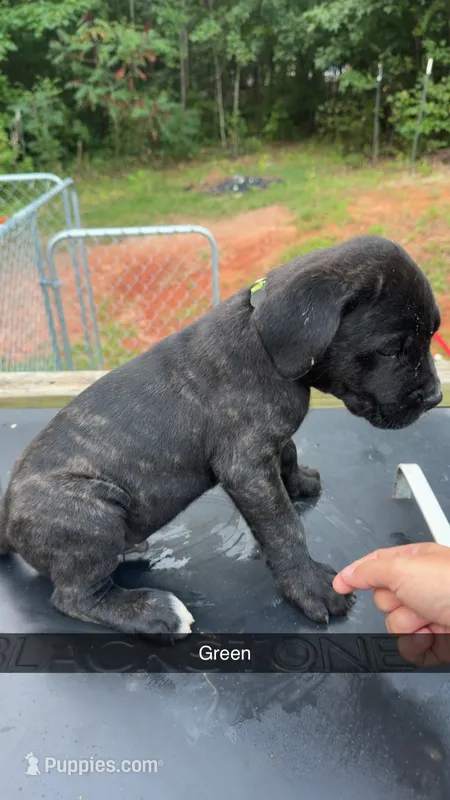 Green – Cane Corso puppy for sale in Westminster, SC