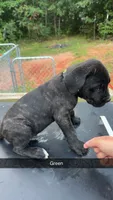 Green, a male Cane Corso for sale in Westminster, SC – 1 of 3
