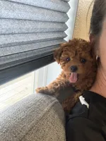 Storm, a male Maltipoo for sale in Temecula, CA – 3 of 10