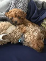 Storm, a male Maltipoo for sale in Temecula, CA – 2 of 10