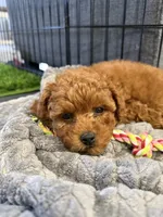 Storm, a male Maltipoo for sale in Temecula, CA – 8 of 10