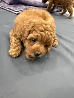 Storm, a male Maltipoo for sale in Temecula, CA – 7 of 10