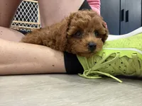 Storm, a male Maltipoo for sale in Temecula, CA – 5 of 10