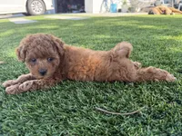 Storm, a male Maltipoo for sale in Temecula, CA – 9 of 10