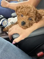 Storm, a male Maltipoo for sale in Temecula, CA – 6 of 10