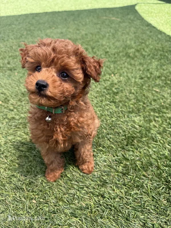 Storm – Maltipoo puppy for sale in Temecula, CA