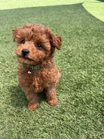 Storm, a male Maltipoo for sale in Temecula, CA – 1 of 10