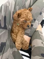 Storm, a male Maltipoo for sale in Temecula, CA – 10 of 10