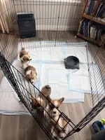 Salt, a male Pembroke Welsh Corgi for sale in Camden, OH – Photo 5 of 6