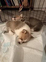 Salt, a male Pembroke Welsh Corgi for sale in Camden, OH – Photo 4 of 6