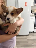 Salt, a male Pembroke Welsh Corgi for sale in Camden, OH – Photo 6 of 6