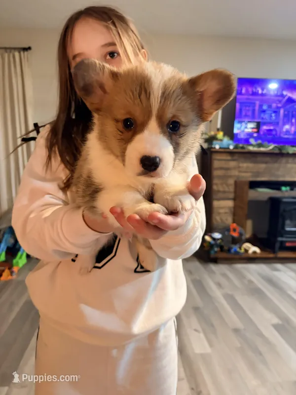 Salt – Pembroke Welsh Corgi puppy for sale in Camden, OH