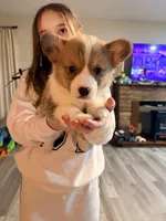 Salt, a male Pembroke Welsh Corgi for sale in Camden, OH – Photo 1 of 6