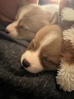 Salt, a male Pembroke Welsh Corgi for sale in Camden, OH – Photo 3 of 6