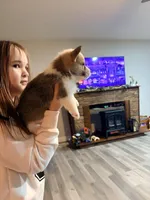 Laylay, a female Pembroke Welsh Corgi for sale in Camden, OH – Photo 3 of 3