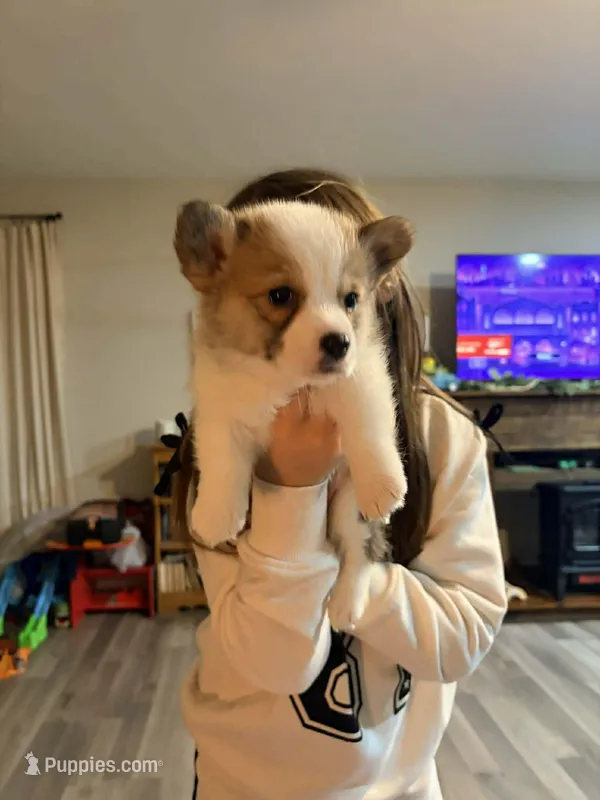 Laylay – Pembroke Welsh Corgi puppy for sale in Camden, OH
