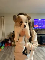 Laylay, a female Pembroke Welsh Corgi for sale in Camden, OH – Photo 1 of 3