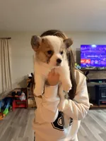 Laylay, a female Pembroke Welsh Corgi for sale in Camden, OH – Photo 2 of 3