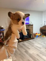 Isabella , a female Pembroke Welsh Corgi for sale in Camden, OH – Photo 3 of 3