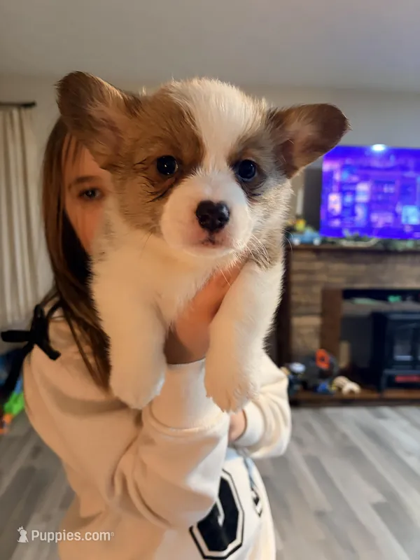 Isabella  – Pembroke Welsh Corgi puppy for sale in Camden, OH