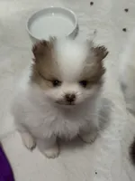 Sable parti extreme, a male Pomeranian for sale in Minooka, IL – 8 of 9
