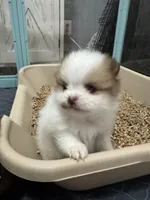 Sable parti extreme, a male Pomeranian for sale in Minooka, IL – Photo 3 of 8