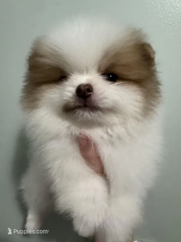 Sable parti extreme – Pomeranian puppy for sale in Minooka, IL