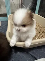 Sable parti extreme, a male Pomeranian for sale in Minooka, IL – Photo 4 of 8