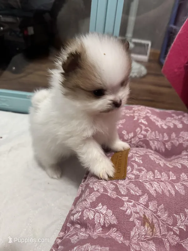 Sable parti extreme – Pomeranian puppy for sale in Minooka, IL