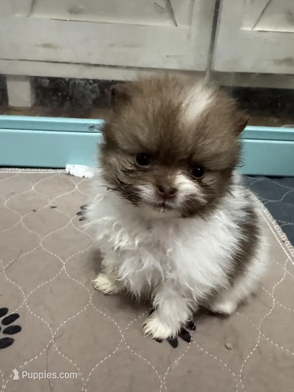 Chocolate sable parti – Pomeranian puppy for sale in Minooka, IL