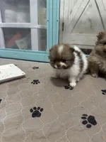 Chocolate sable parti, a male Pomeranian for sale in Minooka, IL – Photo 6 of 8