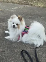 Chocolate sable parti, a male Pomeranian for sale in Minooka, IL – Photo 7 of 8