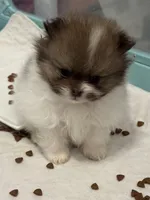Chocolate sable parti, a male Pomeranian for sale in Minooka, IL – 8 of 10
