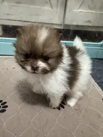 Chocolate sable parti, a male Pomeranian for sale in Minooka, IL – Photo 4 of 8