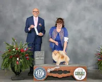 Chocolate sable parti, a male Pomeranian for sale in Minooka, IL – Photo 2 of 8