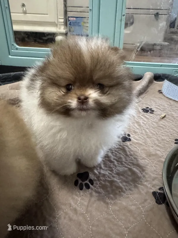Chocolate sable parti – Pomeranian puppy for sale in Minooka, IL