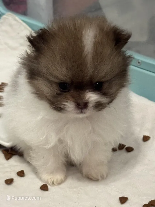 Chocolate sable parti – Pomeranian puppy for sale in Minooka, IL