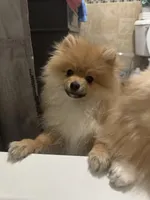 Slater, a male Pomeranian for sale in Minooka, IL – Photo 10 of 10