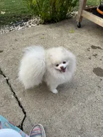 Slater, a male Pomeranian for sale in Minooka, IL – Photo 9 of 10