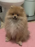 Slater, a male Pomeranian for sale in Minooka, IL – Photo 1 of 10