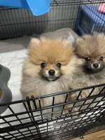 Slater, a male Pomeranian for sale in Minooka, IL – Photo 3 of 10