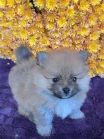 Slater, a male Pomeranian for sale in Minooka, IL – Photo 4 of 10