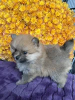Slater, a male Pomeranian for sale in Minooka, IL – Photo 8 of 10