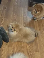 Slater, a male Pomeranian for sale in Minooka, IL – Photo 6 of 10