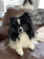 Slater, a male Pomeranian for sale in Minooka, IL – Photo 2 of 10