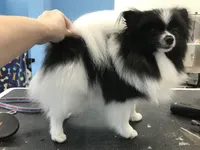 Slater, a male Pomeranian for sale in Minooka, IL – Photo 5 of 10