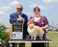 Cream parti, a male Pomeranian for sale in Minooka, IL – Photo 4 of 8